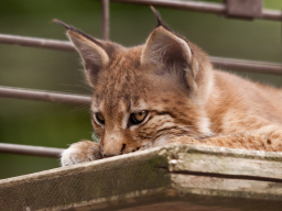 Kleiner Luchs